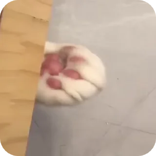 Video sticker 🌟 GIF @MMCBOT