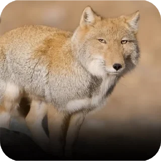 Telegram sticker 🐱 Reação...