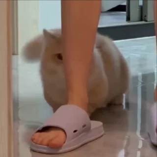 Video sticker 😋 𝙍𝘼𝙄𝙕𝙀𝙇𖤍 @SHE_FEELZ