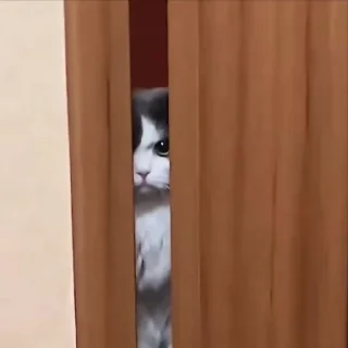 Video sticker 😂 𝙍𝘼𝙄𝙕𝙀𝙇𖤍 @SHE_FEELZ