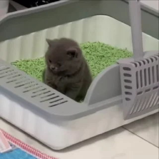 Video sticker 😘 𝙍𝘼𝙄𝙕𝙀𝙇𖤍 @SHE_FEELZ