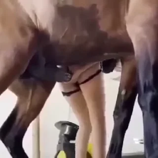 Video sticker 🌟 Good Horses @bestialityC