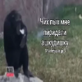 Video sticker 🚬 Автор:@SSorigi