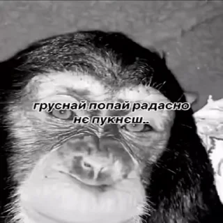 Video sticker 😓 Автор:@SSorigi