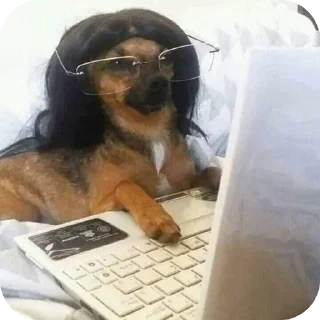 Телеграм стикер 🐶 NIVUS PRETO