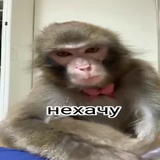 Video sticker 😡 RomaN bibizяN by @DuoSticker_bot