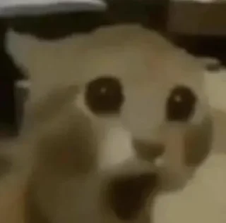 Video sticker 🤯 Yipee Animals
