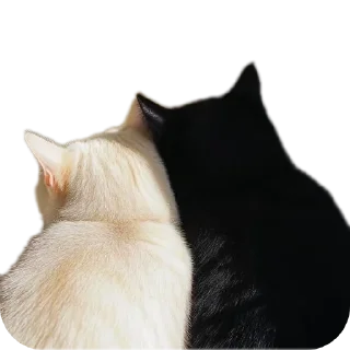 Sticker 🐱 Nrnr ✦