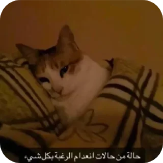 Video sticker 🐱 Nrnr ✦