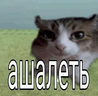 Telegram sticker 😳 вабабай
