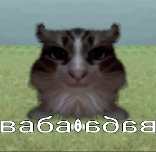 Video sticker 😏 вабабай