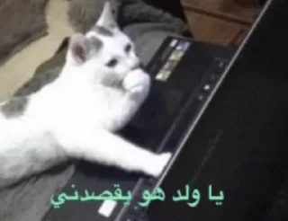 Video sticker 🧐 Pretty :: @fStikBot