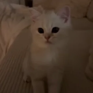 Video sticker 😌 котики ✰ @byremsova