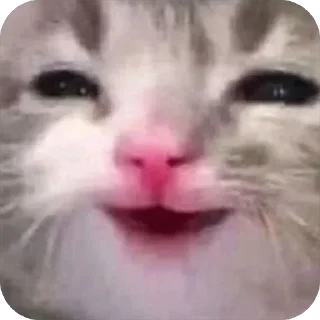 Video sticker 🌟 EkaSme