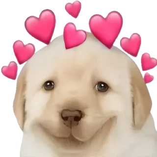 Video sticker 🥰 EkaSme