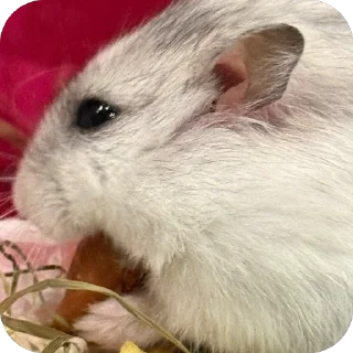 Video sticker 🫥 Бобо🥰