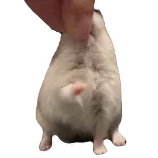 Telegram sticker 🫥 Бобо🥰