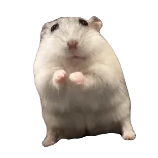 Video sticker 🫥 Бобо🥰