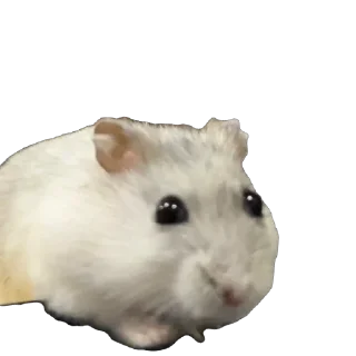 Video sticker 🫥 Бобо🥰