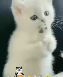 Video sticker 🥸 @typingslayaclub