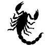 Video sticker 🦂 @Ruxinar :: @fStikBot
