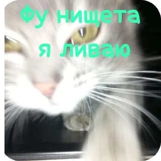 Video sticker 👍 Иуууу