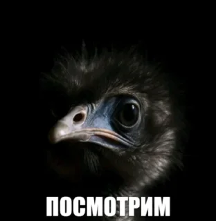 Telegram sticker 🤩 Сомнительные птички @TgEmodziBot