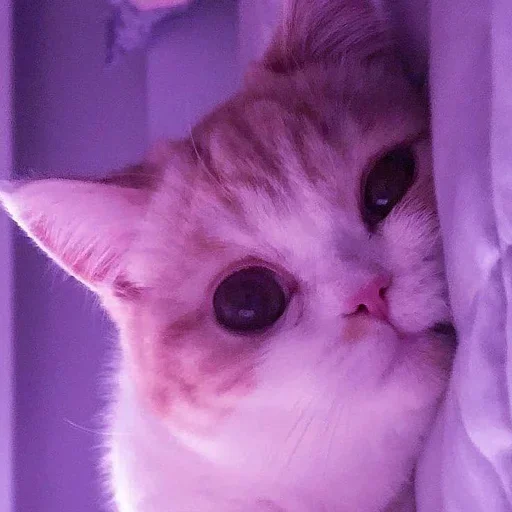 Telegram sticker 🫠 RasmalaiKiPasand