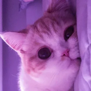 Video sticker 🫠 RasmalaiKiPasand