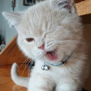 Video sticker 😉 RasmalaiKiPasand