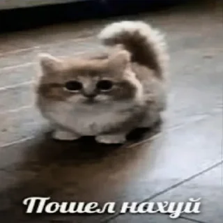 Video sticker 😡 .