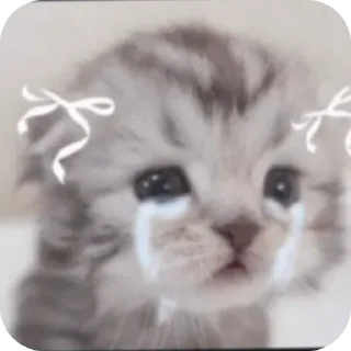 Telegram sticker 👍 @jullskz