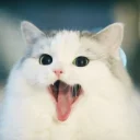 Video sticker 😹 DEBOCHES K7