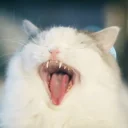 Video sticker 😹 DEBOCHES K7