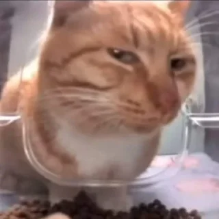 Sticker 🌟 🪲 Exotic Beetle :: @fStikBot