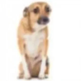 Video sticker 🐶 não sei se comento.