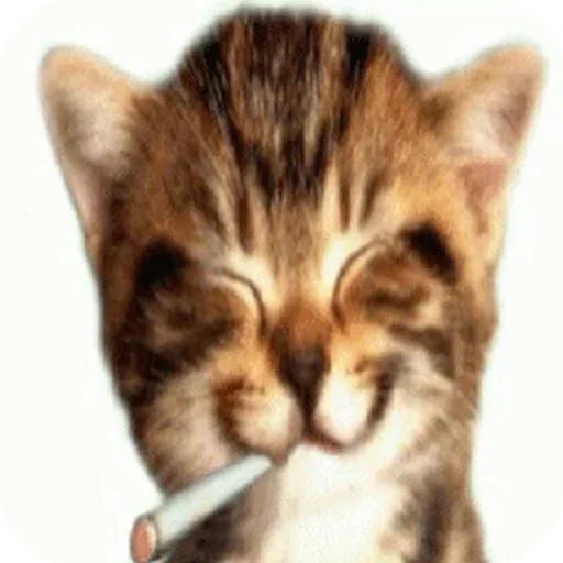 Sticker 🐱 Surikat Pac @fStikBot