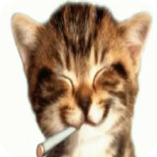 Sticker 🐱 Surikat Pac @fStikBot