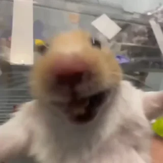 Video sticker 💀 Фулы туть👉🏻 @PlsyaTut