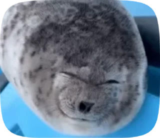 Video sticker 👅 Тюлени тюлени тюлени :: @fStikBot