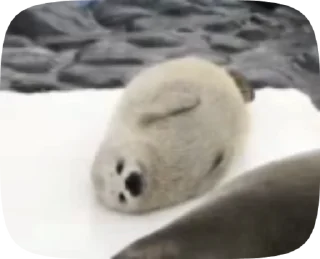 Video sticker 🏖 Тюлени тюлени тюлени :: @fStikBot