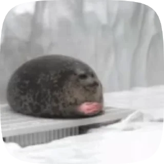 Video sticker ⏳ Тюлени тюлени тюлени :: @fStikBot