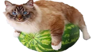 Video sticker 😸 Кекисы #7 @olegsvs