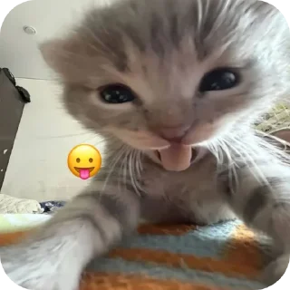 Video sticker 😛 @arshya_rapture 's gallery