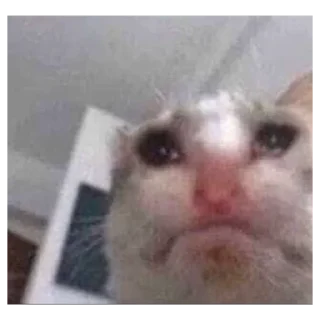 Telegram sticker 💔 𝐘𝐨𝐮𝐫 𝐬𝐢𝐬 𝐥𝐚𝐦𝐢𝐬