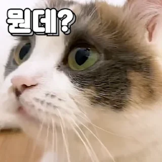 Telegram sticker 💬 밥생밥사 김쫀떡 By @KakaoEmoticon