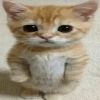 Telegram sticker 🥺 ∞︎ @stickersff ∞