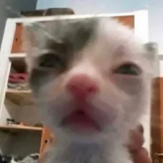 Sticker 😶 ∞︎ @stickersff ∞