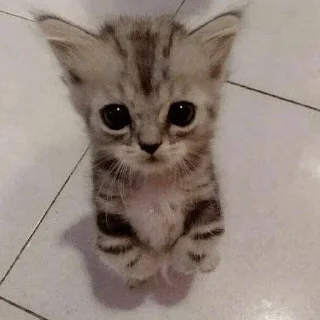 Video sticker 🥺 ∞︎ @stickersff ∞