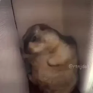 Video sticker 🌟 Jdribblecapyfnf :: @fStikBot